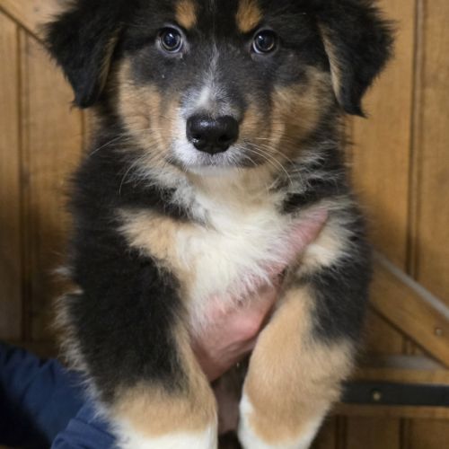 Chiot berger australien lof #2