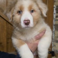 Chiot berger australien lof