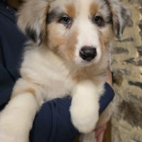 Chiot berger australien lof #3