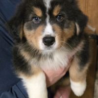 Chiot berger australien lof #4