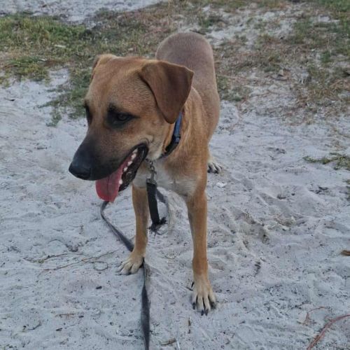 Guelia grand coeur sur pattes #4