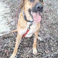 Guelia grand coeur sur pattes