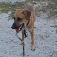 Guelia grand coeur sur pattes #4