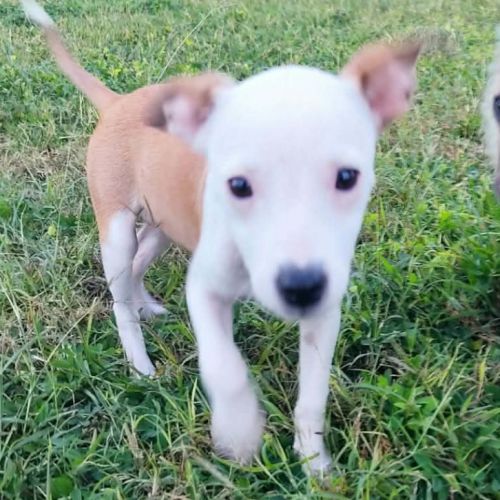 Super nova la petite étoile #3