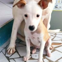 Super nova la petite étoile