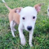 Super nova la petite étoile #3