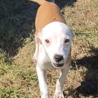 Super nova la petite étoile #5