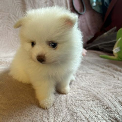 A réserver spitz nain #0