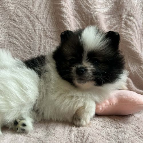 A réserver spitz nain #3