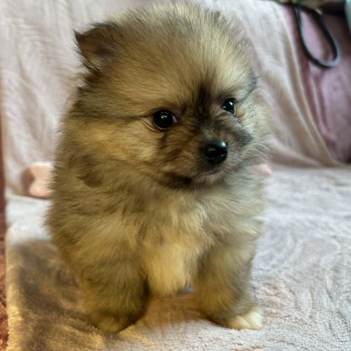 A réserver spitz nain #4