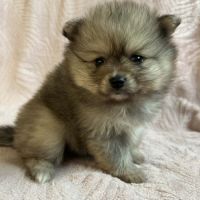 A réserver spitz nain #1