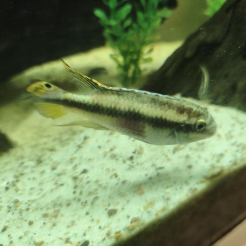 Donne poissons d eau douce #3