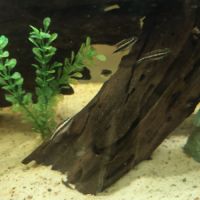 Donne poissons d eau douce