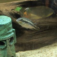 Donne poissons d eau douce #2