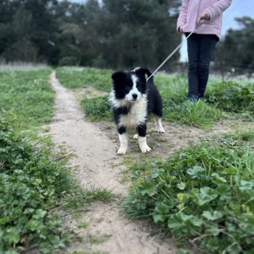 Border collie show chiots femelles lof #2