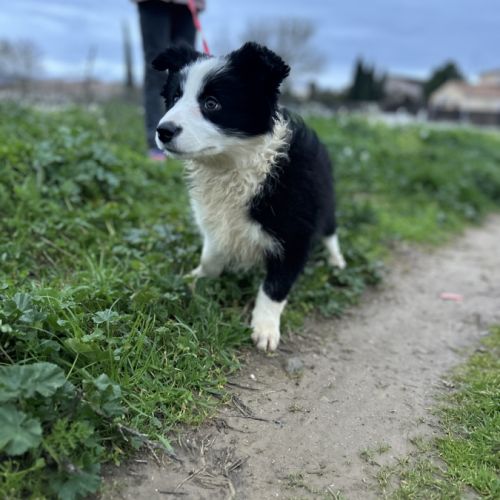 Border collie show chiots femelles lof #3