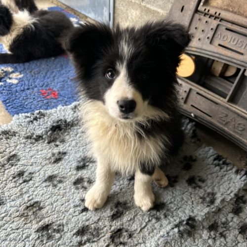 Border collie show chiots femelles lof #4