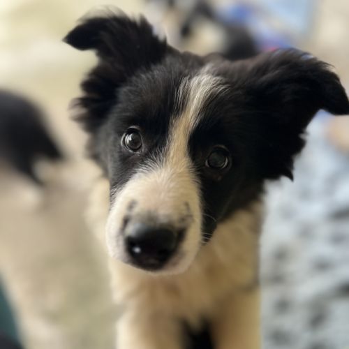 Border collie show chiots femelles lof #5