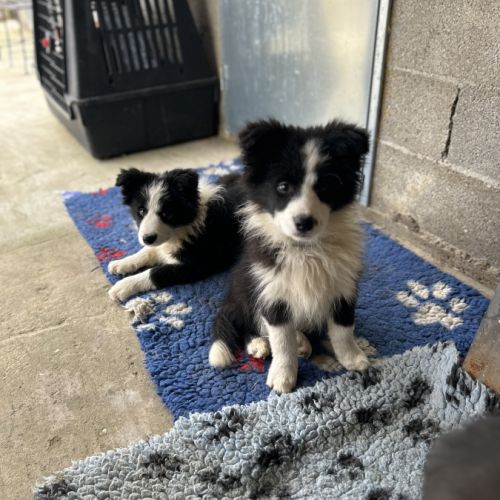 Border collie show chiots femelles lof #0