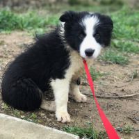 Border collie show chiots femelles lof #1