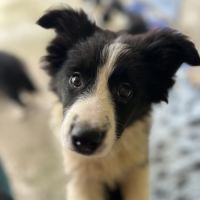 Border collie show chiots femelles lof #5