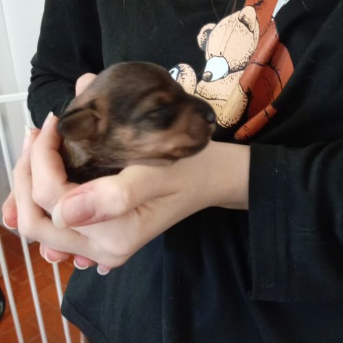 Chiot femelle teckel poil dur #1