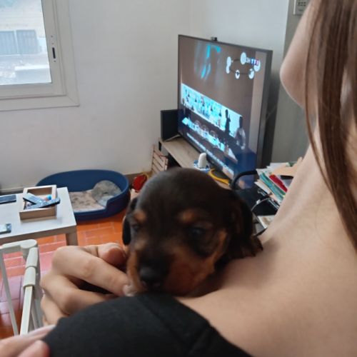 Chiot femelle teckel poil dur #3