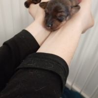 Chiot femelle teckel poil dur