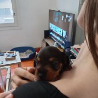 Chiot femelle teckel poil dur #3