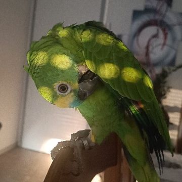 Vends perroquet avec tous ses accessoires #1