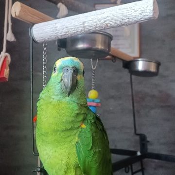 Vends perroquet avec tous ses accessoires #2