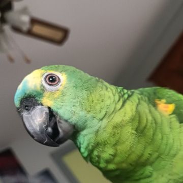 Vends perroquet avec tous ses accessoires