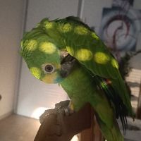 Vends perroquet avec tous ses accessoires #1