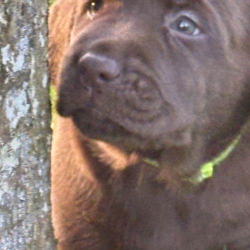 Magnifique chiot labrador à réserver