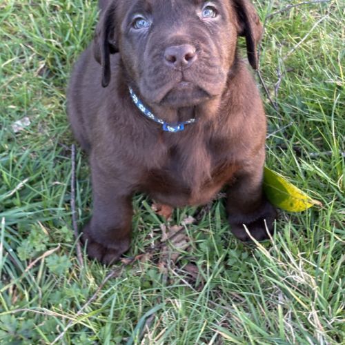 Magnifique chiot labrador à réserver #4