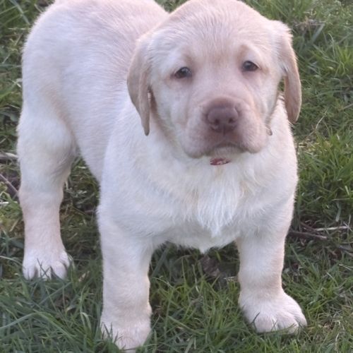 Magnifique chiot labrador à réserver #5