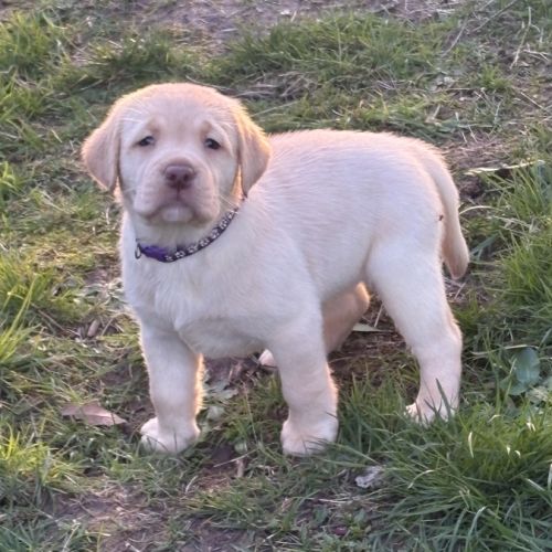 Magnifique chiot labrador à réserver #6