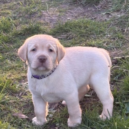 Magnifique chiot labrador à réserver #7