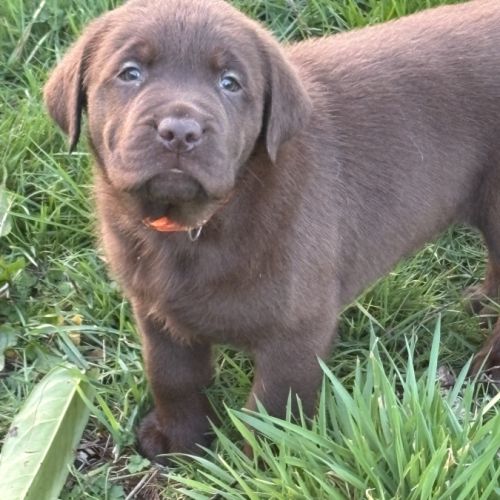 Magnifique chiot labrador à réserver #8