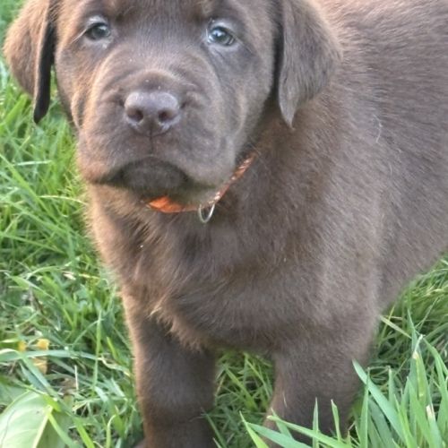 Magnifique chiot labrador à réserver #9