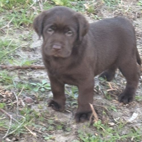 Magnifique chiot labrador à réserver #10