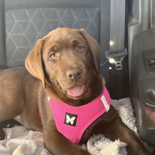 Magnifique et adorable femelle labrador chocolat
