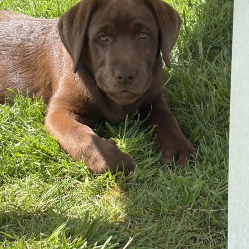 Magnifique et adorable femelle labrador chocolat #2