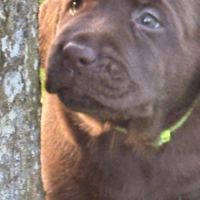 Magnifique chiot labrador à réserver #0