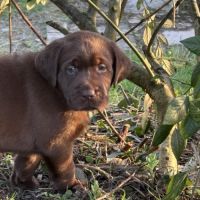 Magnifique chiot labrador à réserver #2