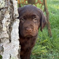 Magnifique chiot labrador à réserver #3