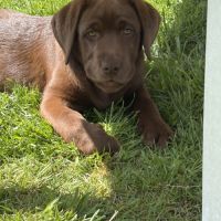 Magnifique et adorable femelle labrador chocolat #2