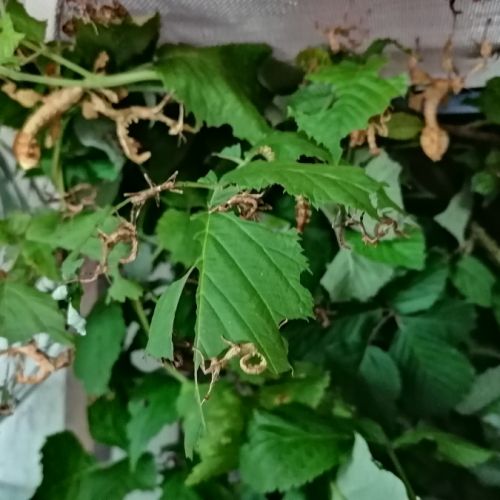 Phasmes scorpion males femelles #0