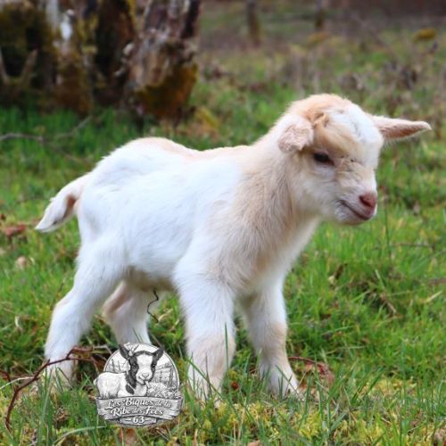 Chèvres, chevreaux et boucs #3