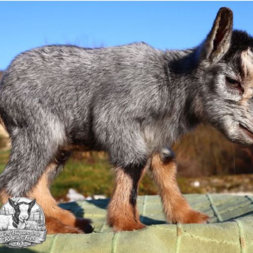 Chèvres, chevreaux et boucs #5